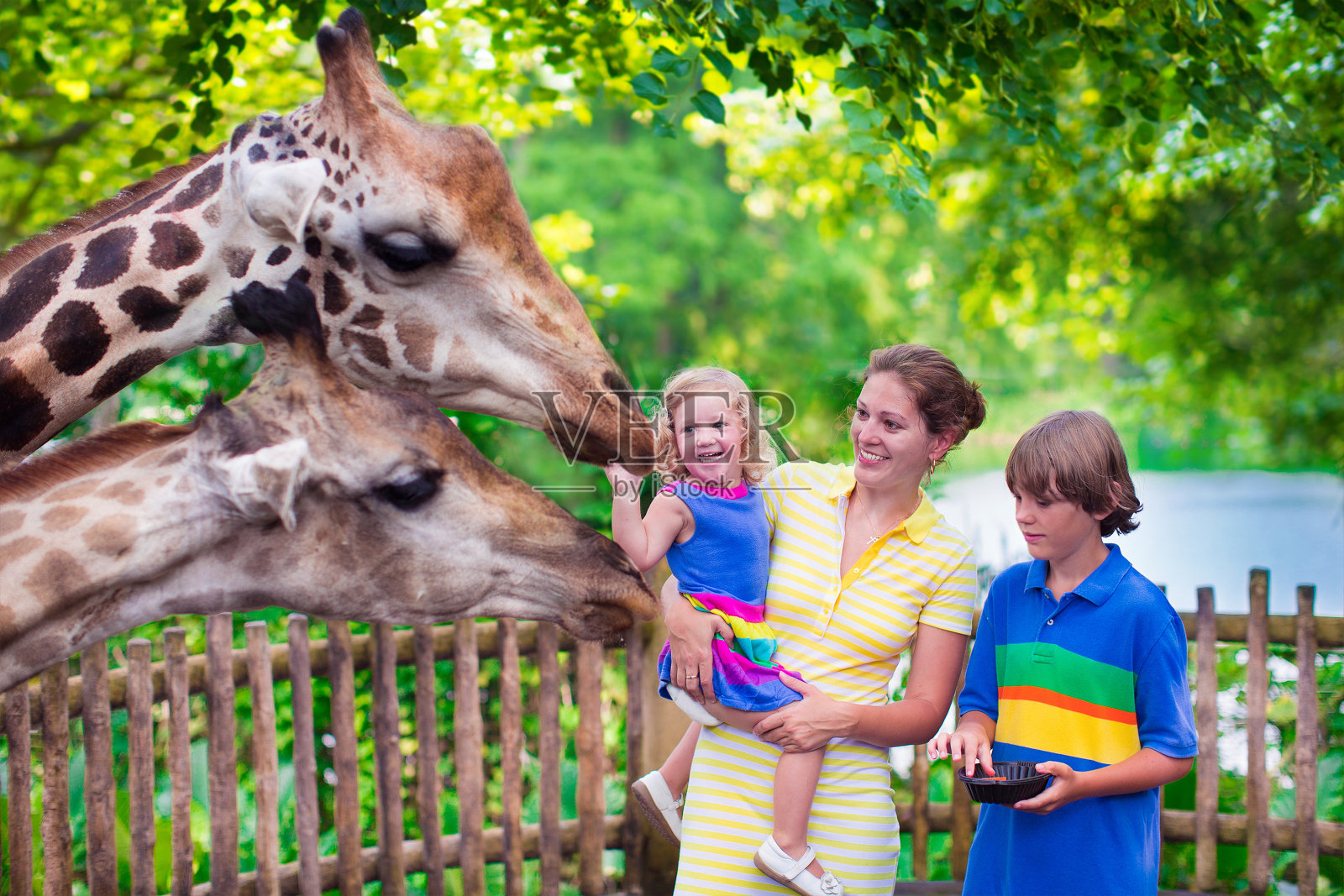 一家人在动物园喂长颈鹿照片摄影图片