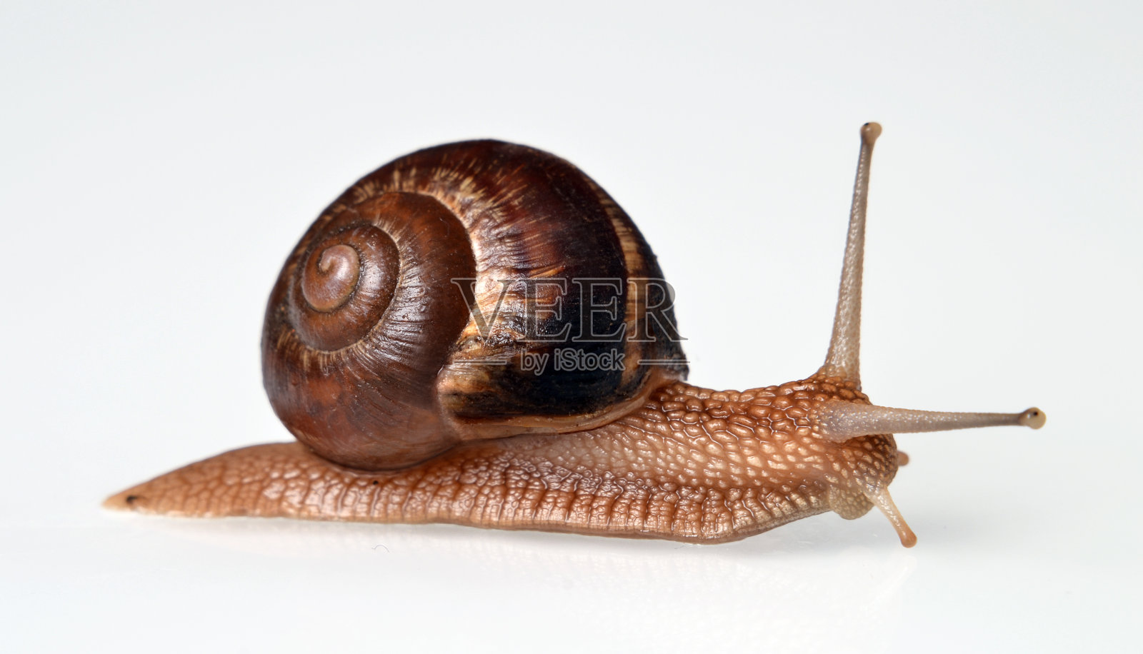 蜗牛。照片摄影图片