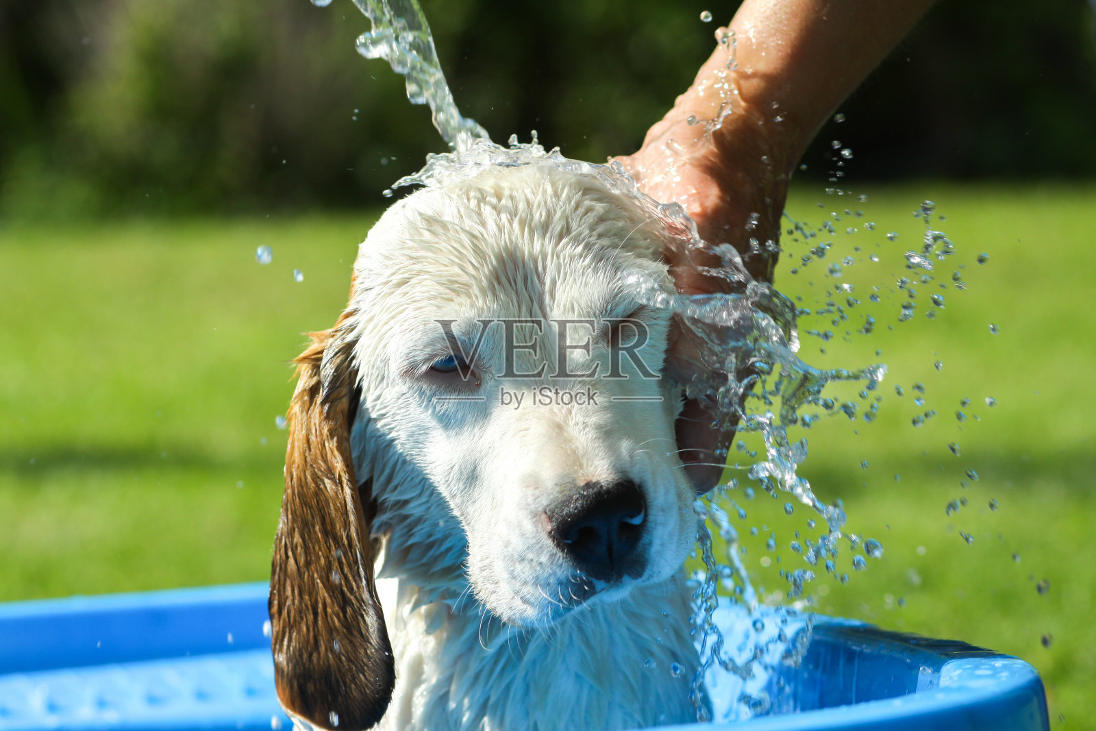 小猎犬夏天洗个澡照片摄影图片