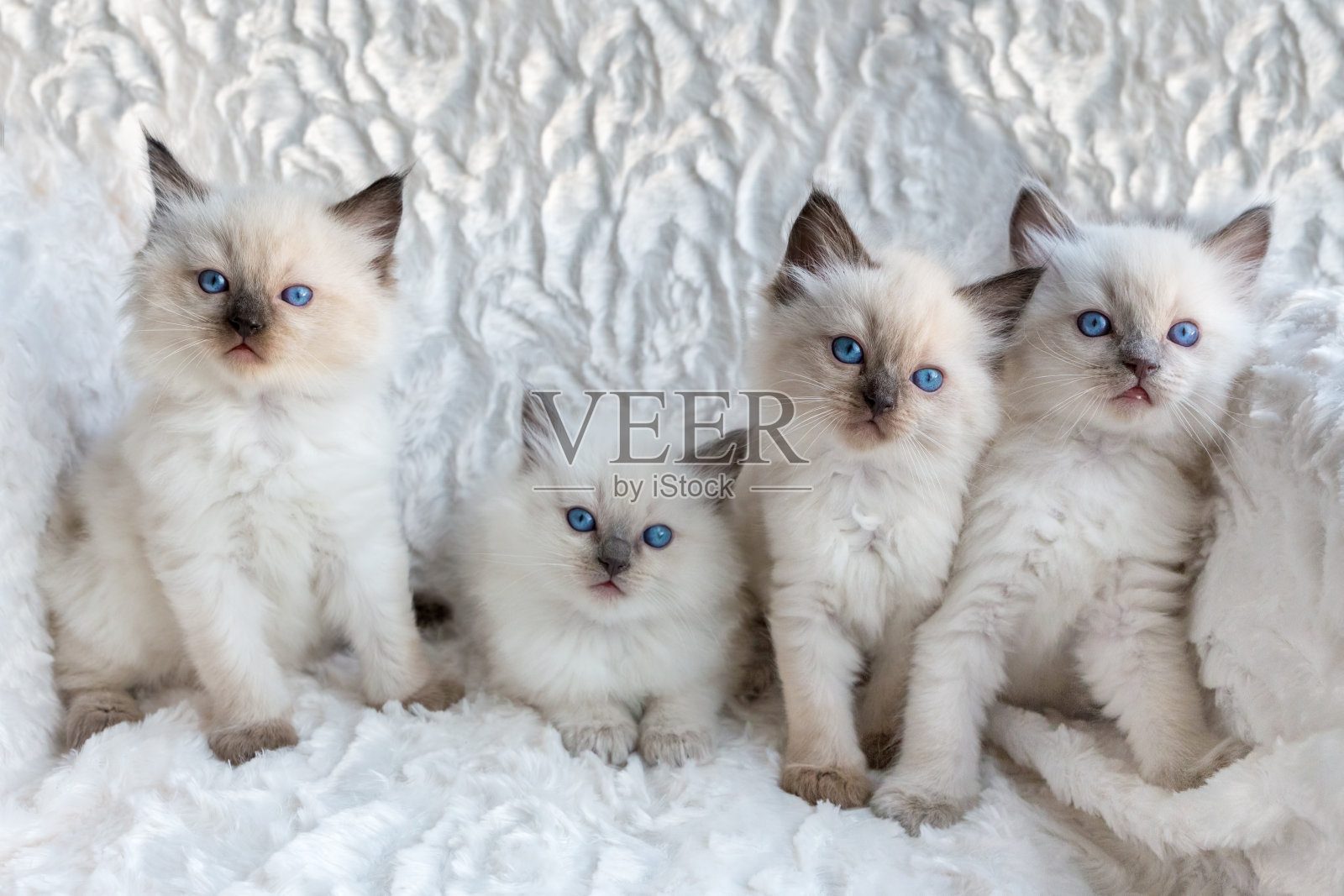 四只小布娃娃猫坐成一排照片摄影图片