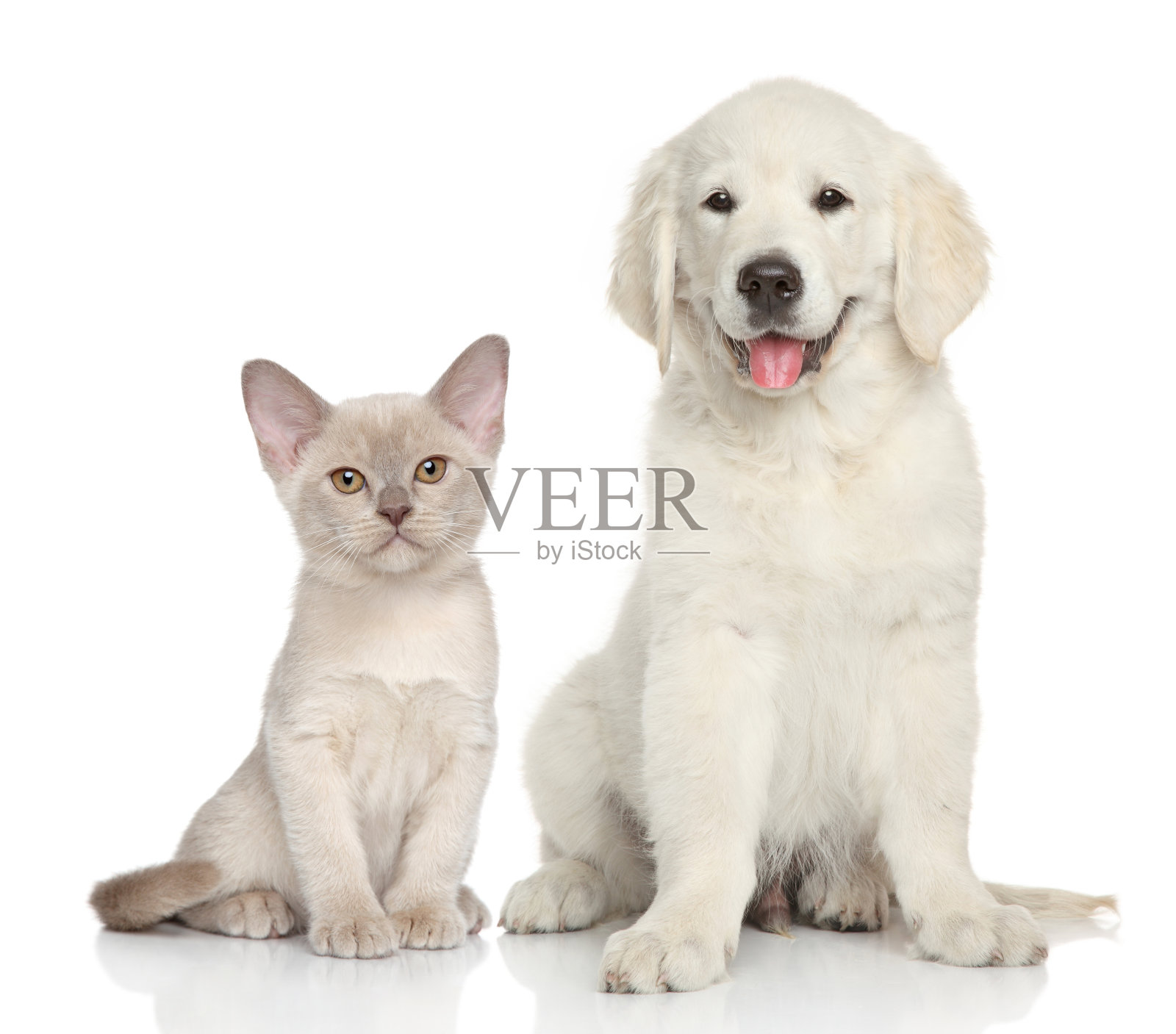 白色背景上的猫和狗照片摄影图片