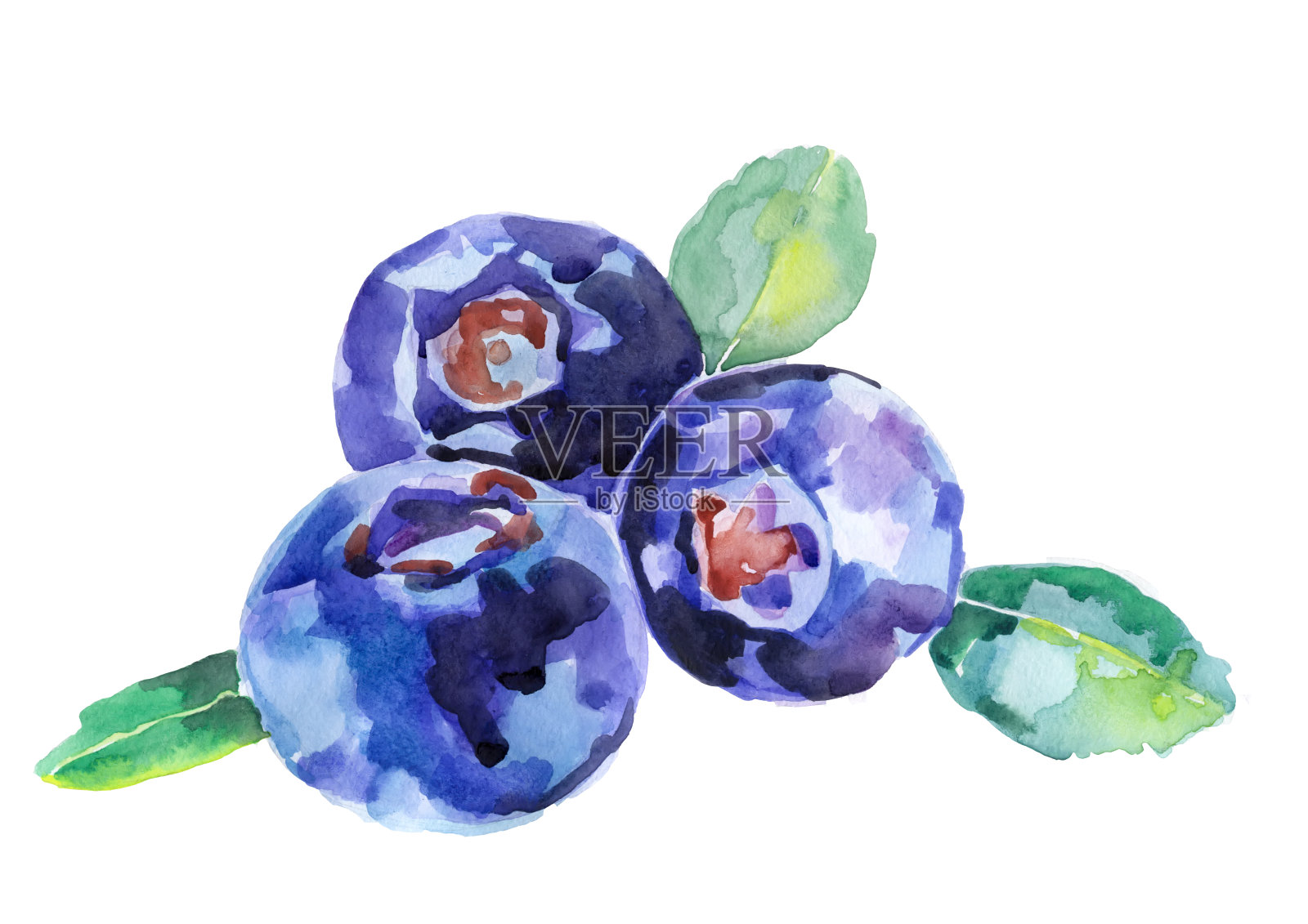 蓝莓水彩。插画图片素材