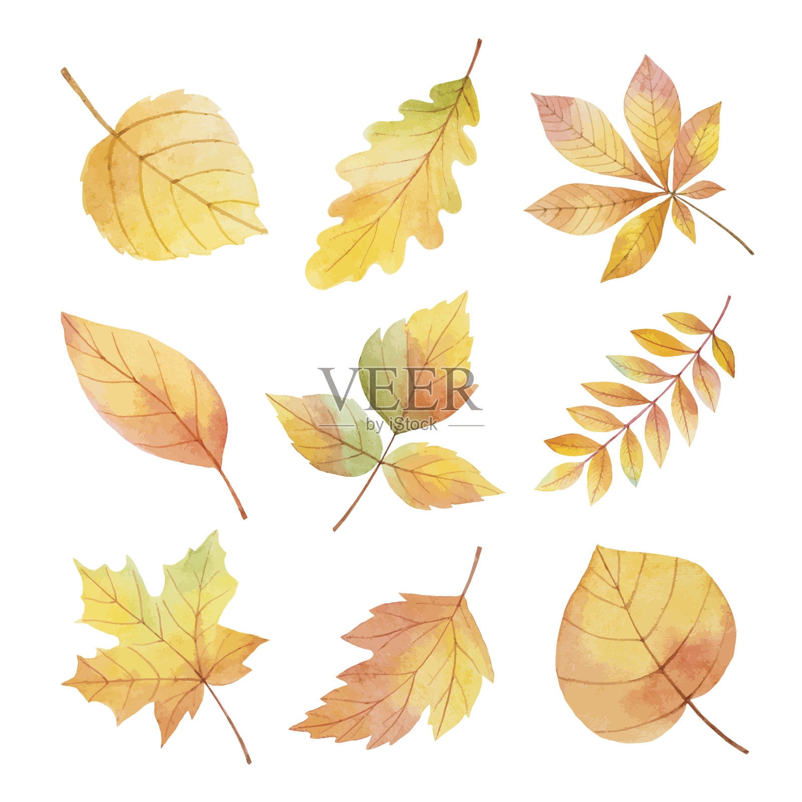 水彩画把秋叶画在白色的背景上。设计元素图片