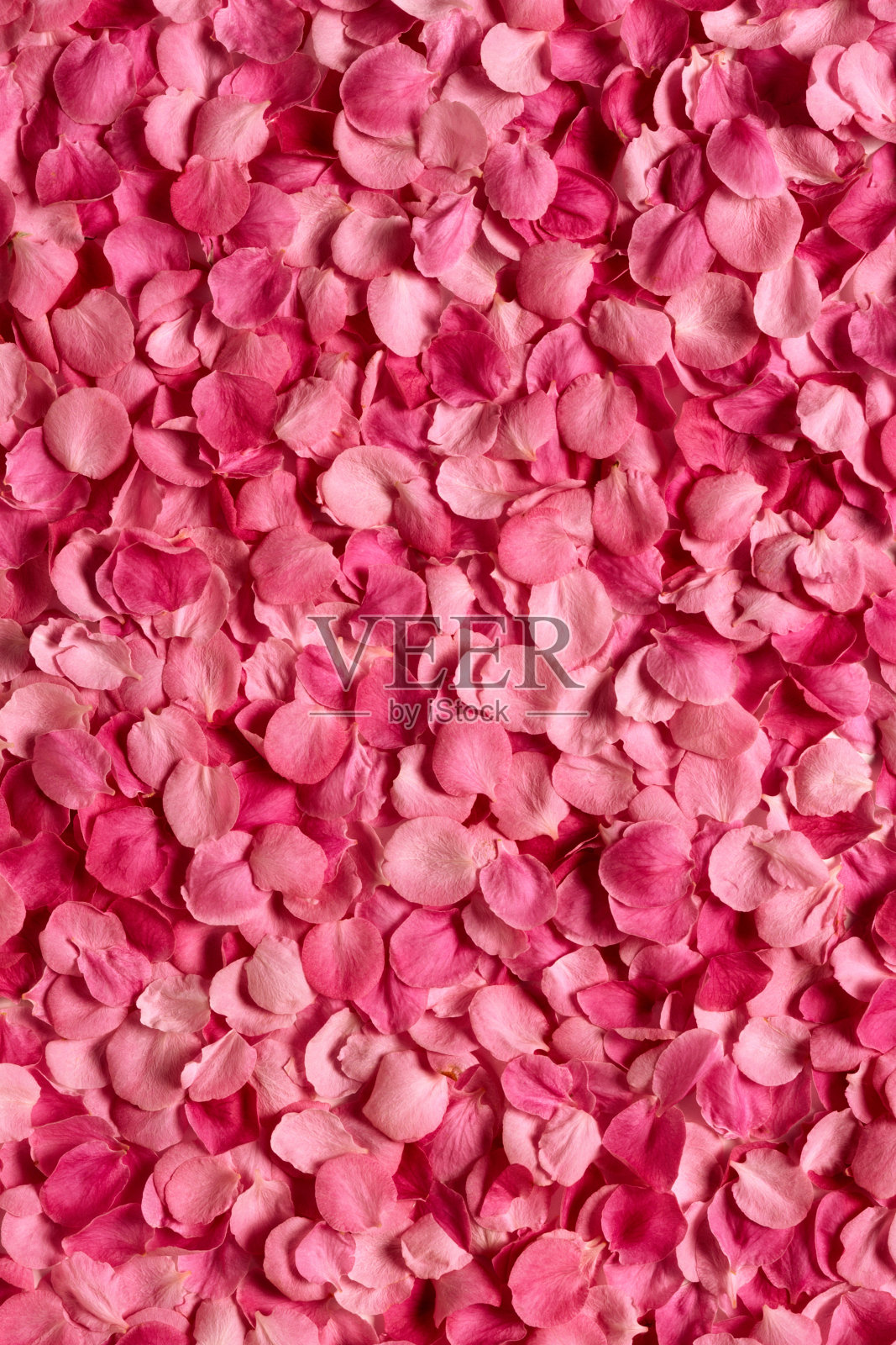 玫瑰花瓣背景照片摄影图片