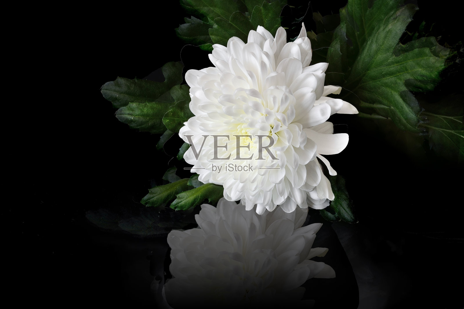 白色的菊花照片摄影图片