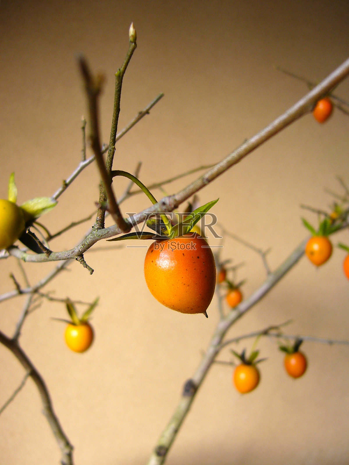 盆景的一种小柿子。照片摄影图片