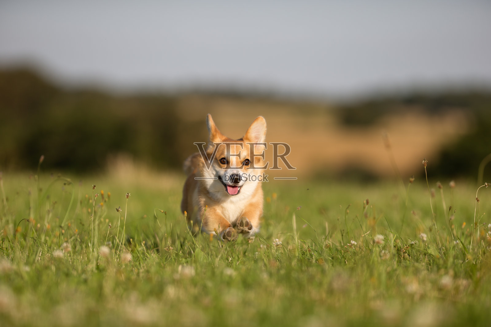威尔士科基犬的狗照片摄影图片