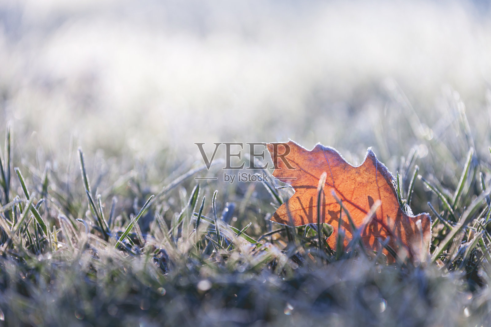 落叶上覆盖着冬天的霜冻照片摄影图片