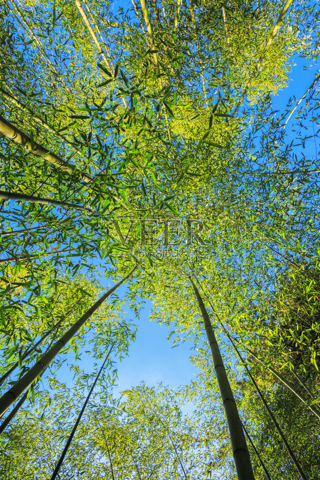 绿色竹林照片摄影图片