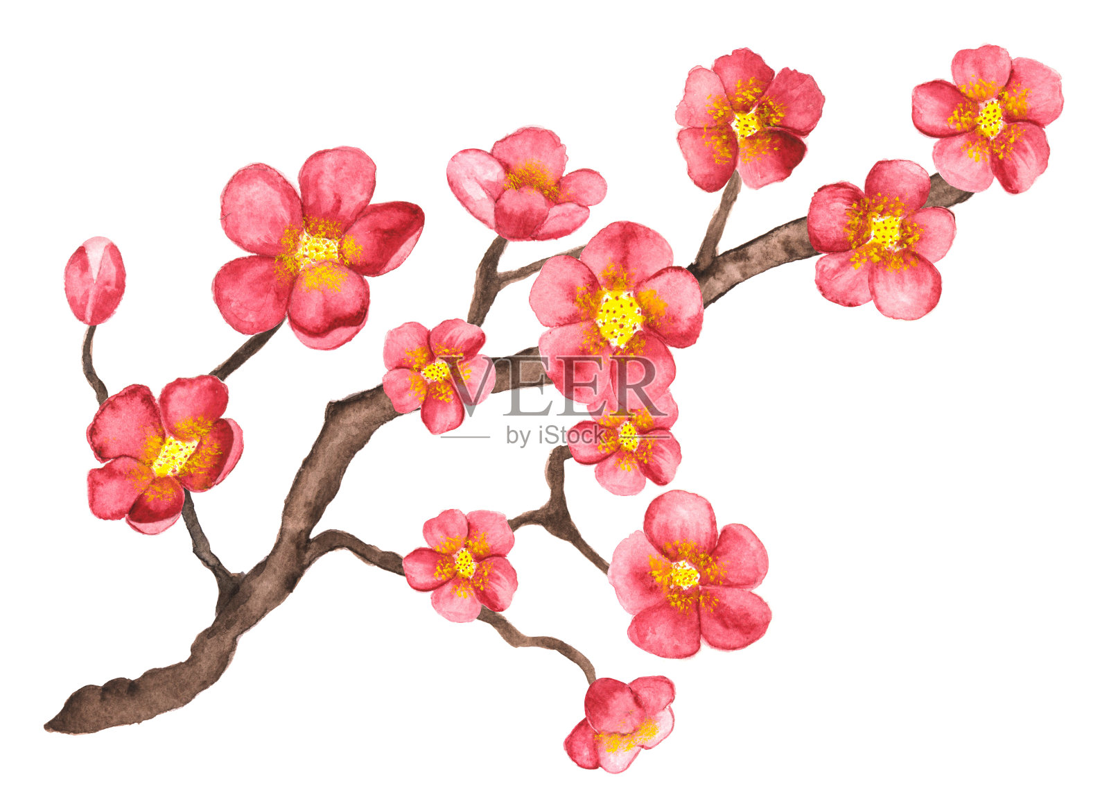 水彩枝头盛开的樱花，樱花树上点缀着粉红色的花朵插画图片素材
