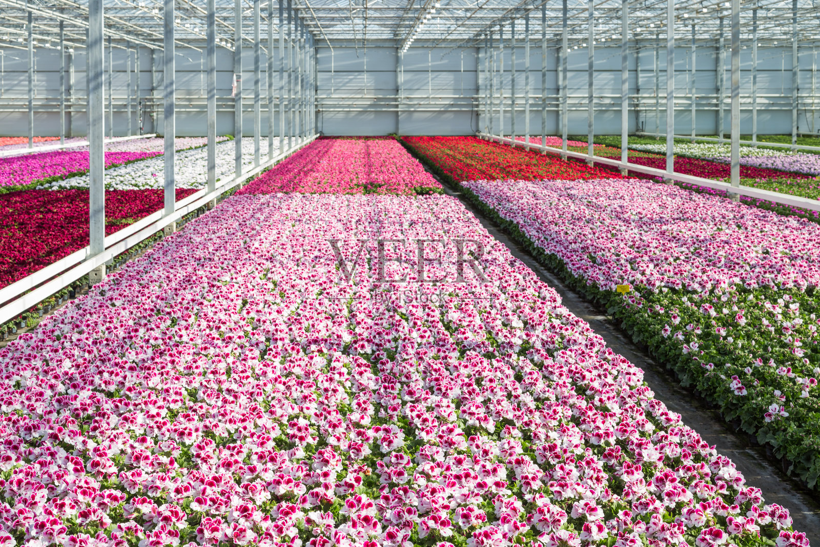 荷兰温室栽培白色和紫色天竺葵照片摄影图片