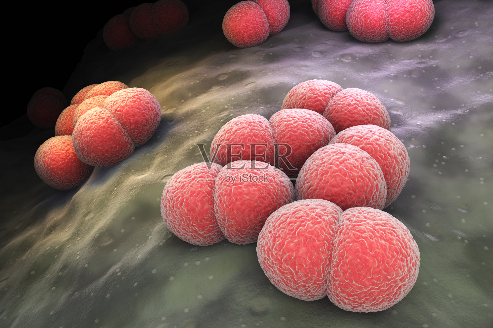 脑膜炎奈瑟菌的细菌插画图片素材