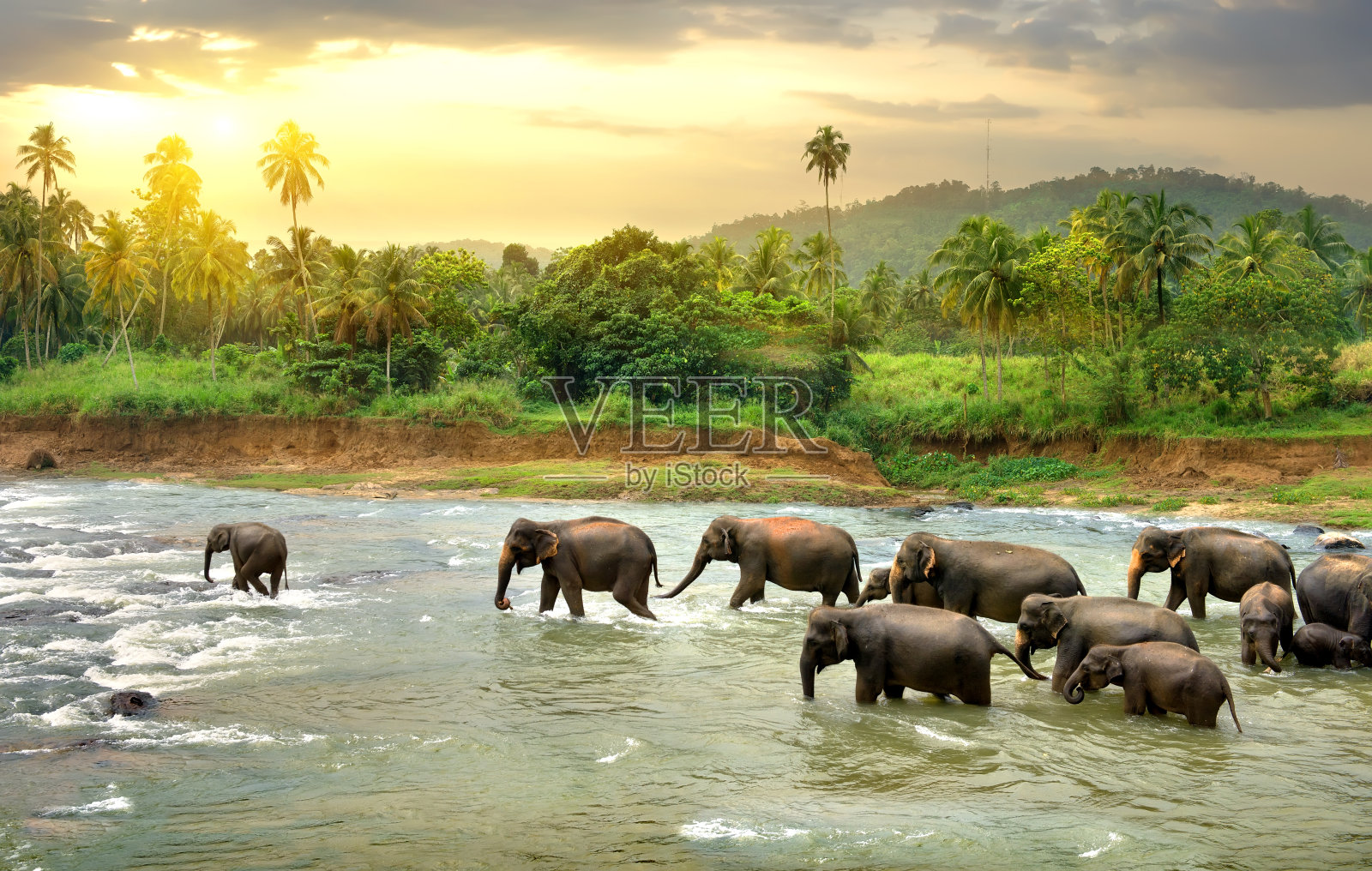 大象在河照片摄影图片