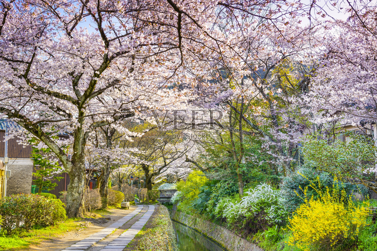 京都的哲学家之路照片摄影图片