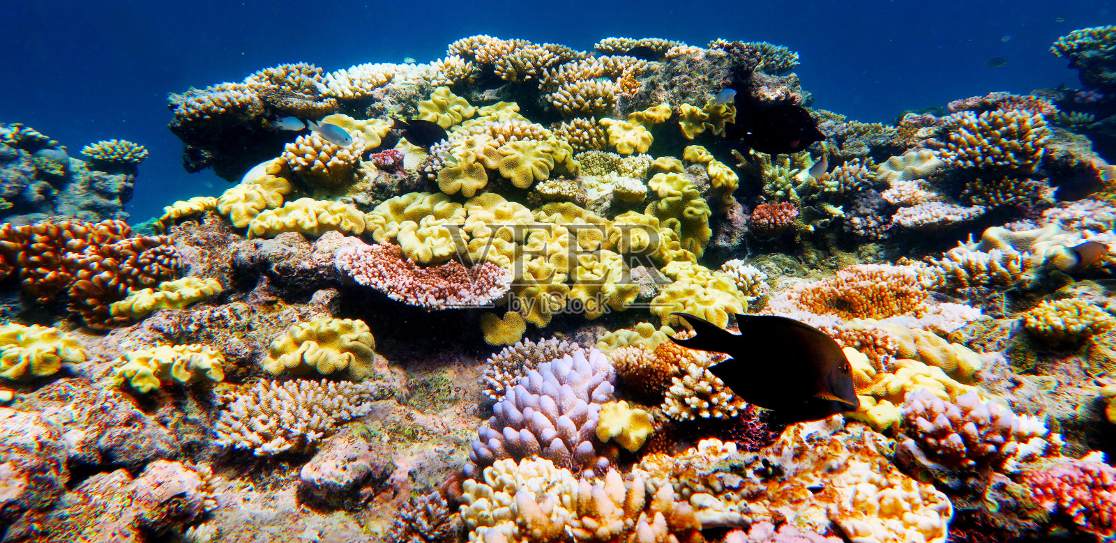 大堡礁的海洋生物照片摄影图片