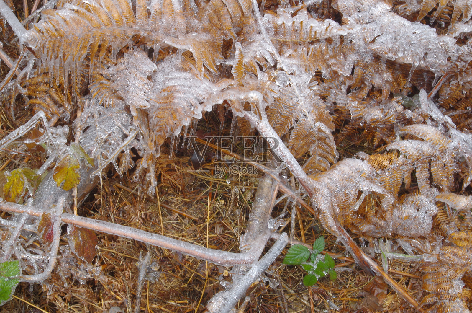 结霜的蕨类植物。照片摄影图片