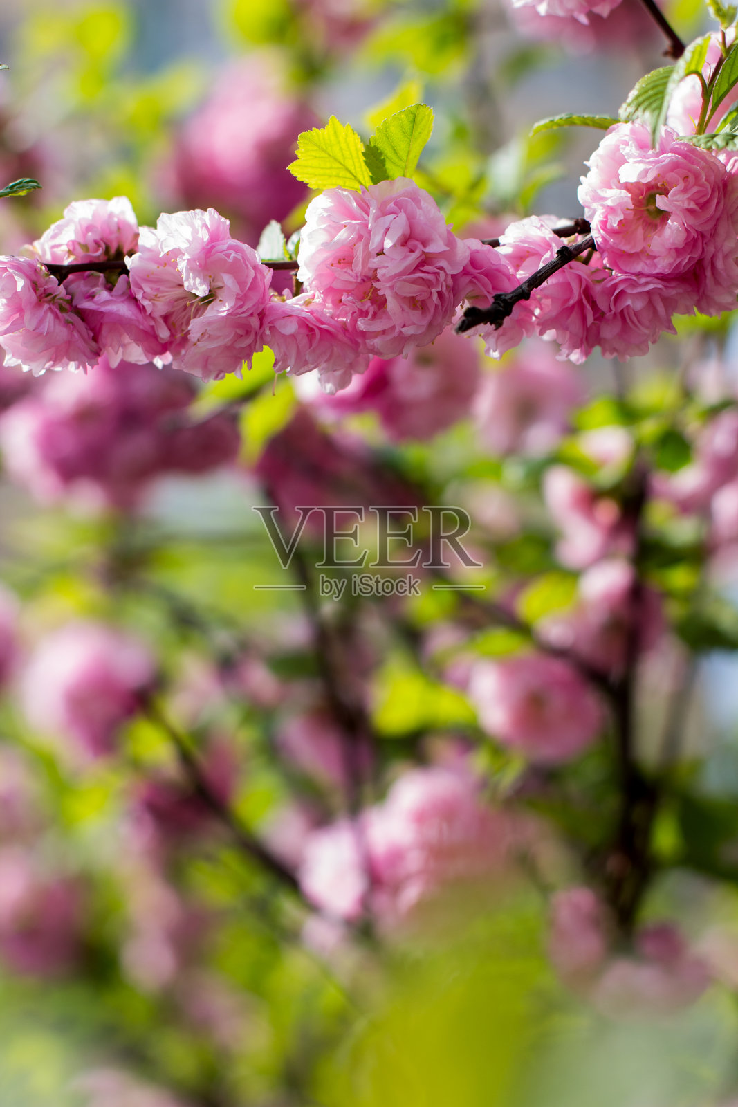 樱花的树的花。照片摄影图片