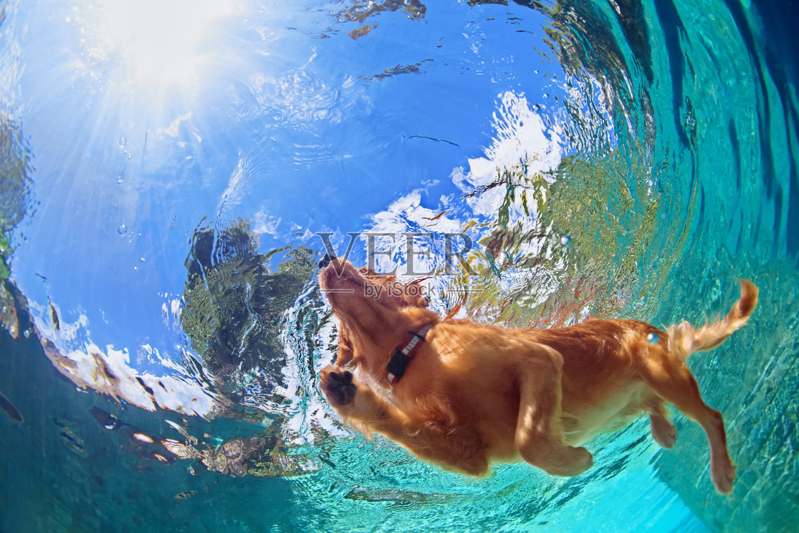 狗狗在室外游泳池游泳的水下照片照片摄影图片