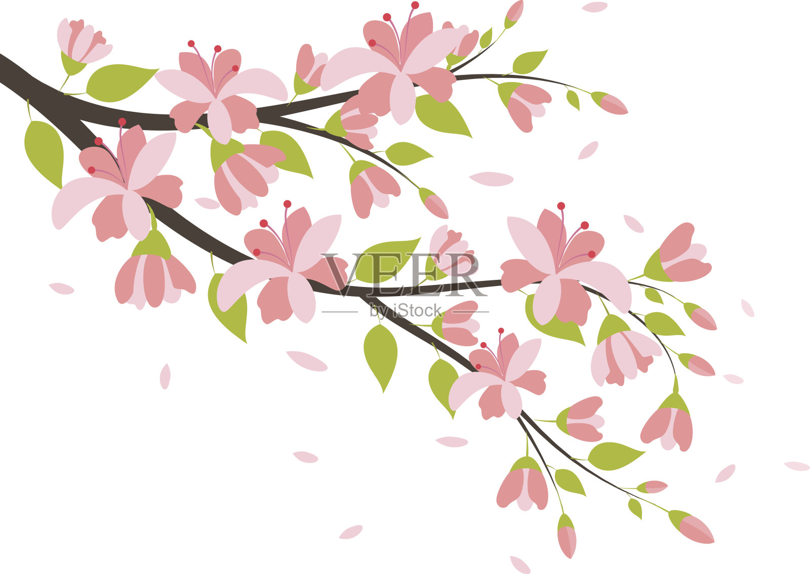 美丽的樱花枝插画图片素材