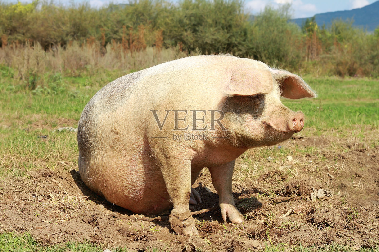 母猪在农场附近全长照片摄影图片