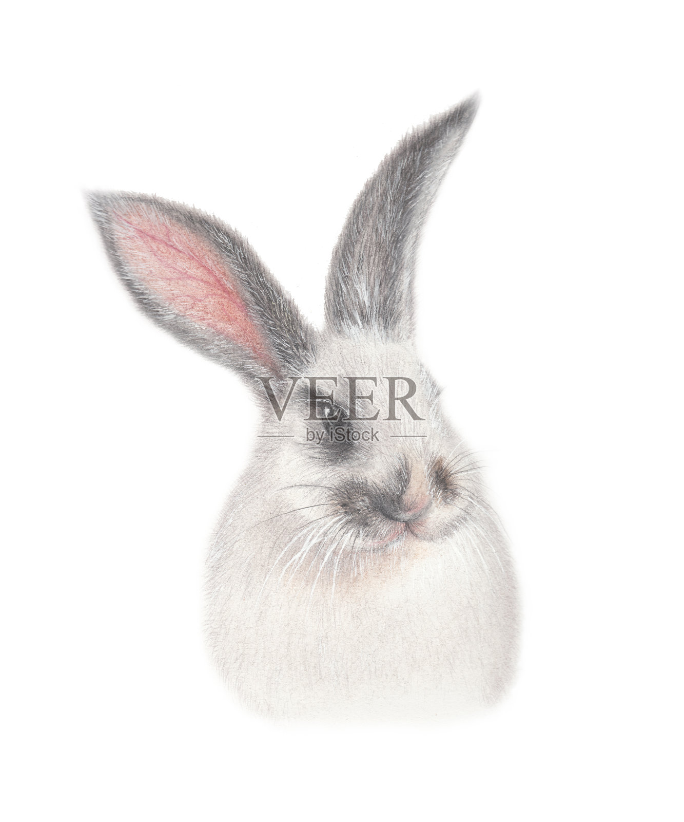 毛茸茸的兔子设计元素图片