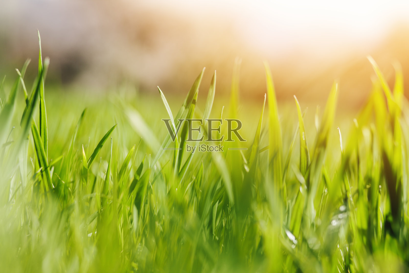 新鲜的绿色春草与阳光和柔软的焦点照片摄影图片