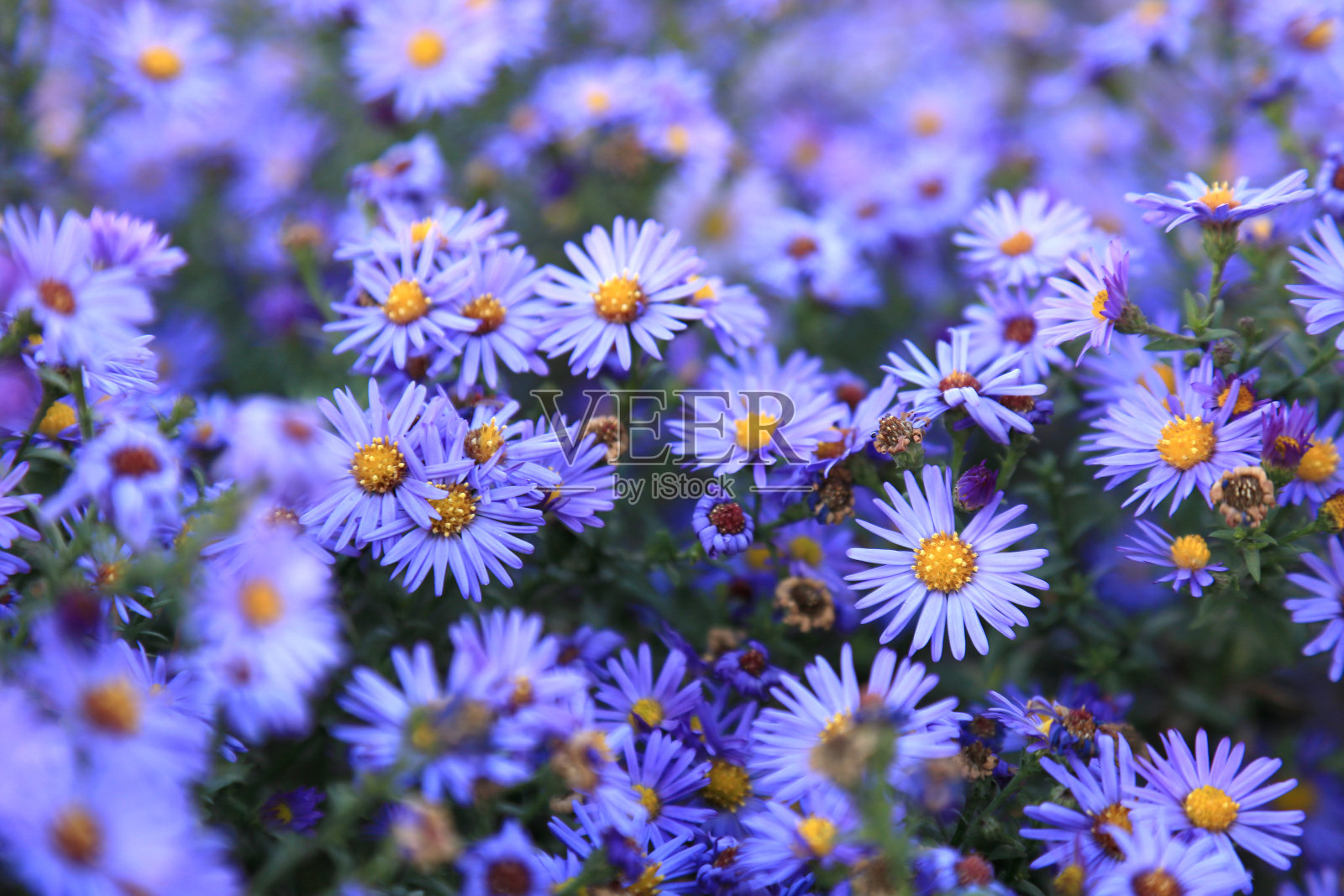 小紫苑野花背景照片摄影图片