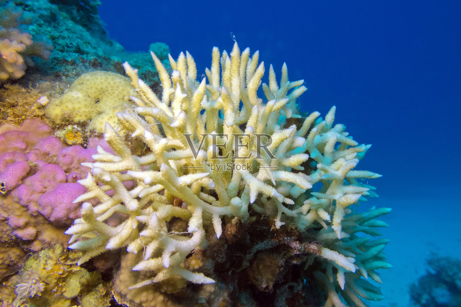 珊瑚在热带海洋的底部，水下照片摄影图片