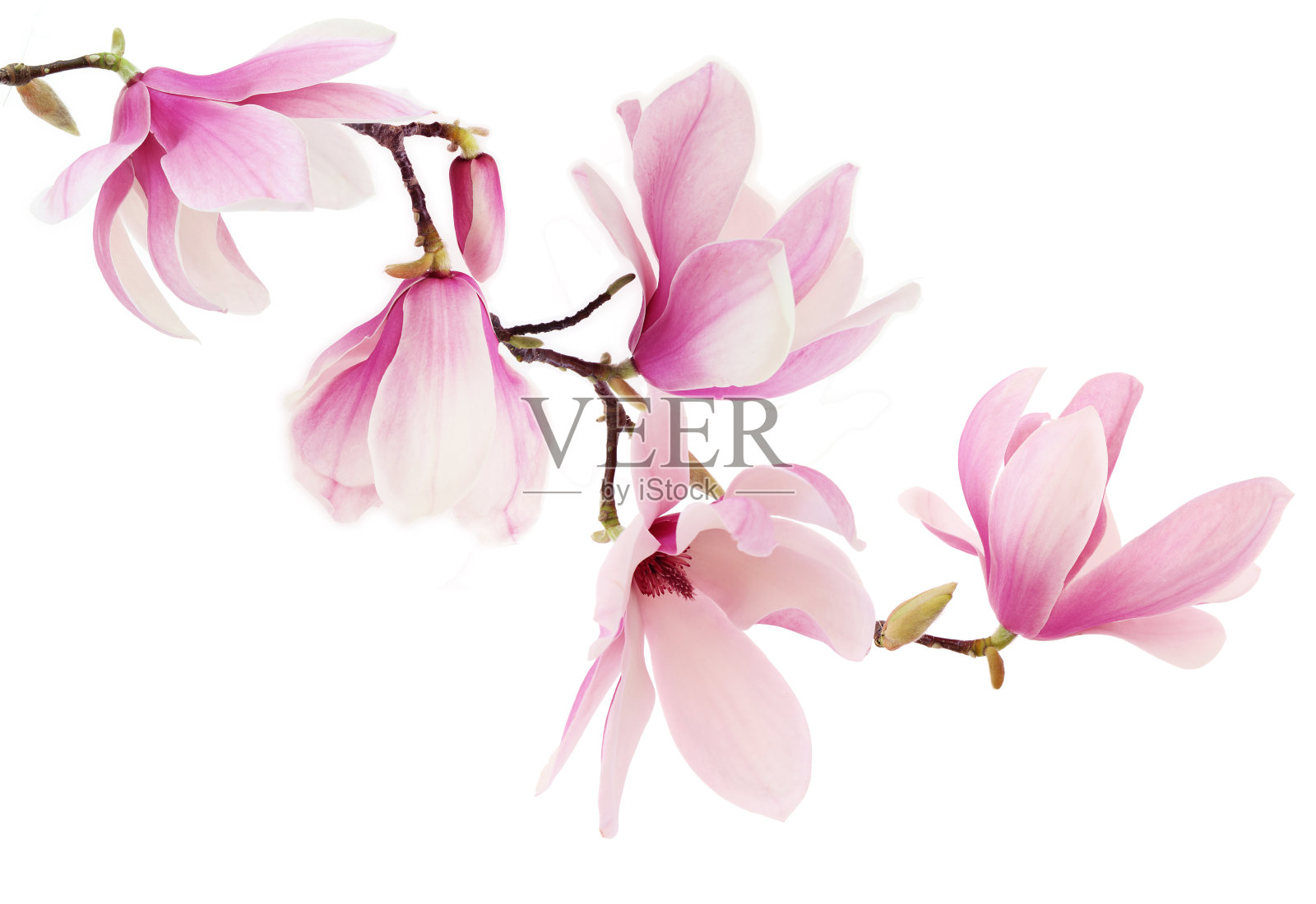 白色背景上的粉红色木兰花照片摄影图片