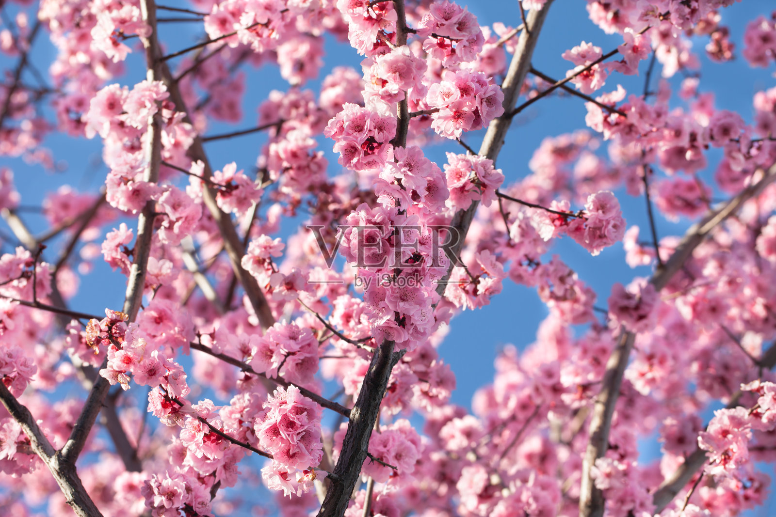 樱桃树blssom照片摄影图片