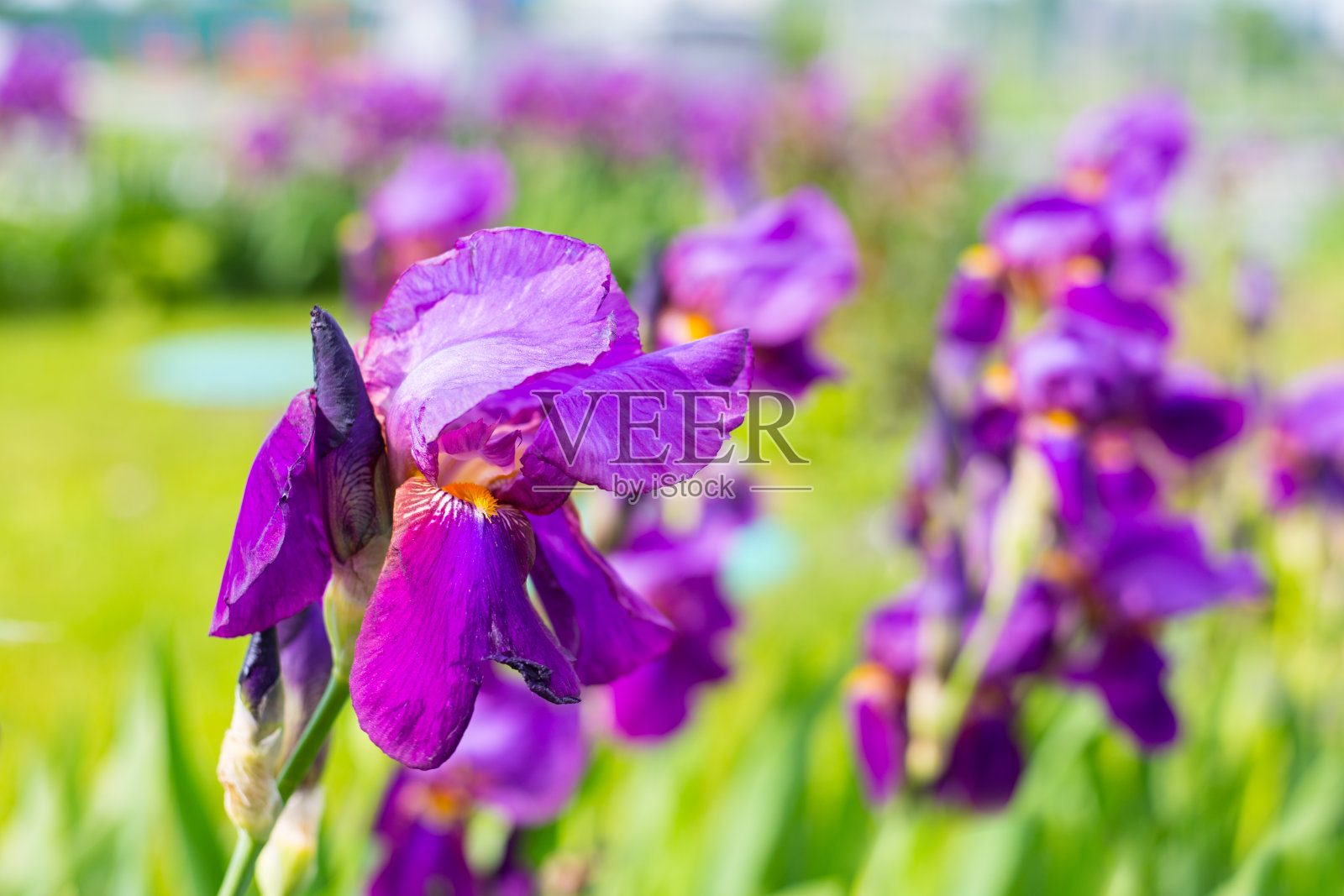 紫色的虹膜花照片摄影图片