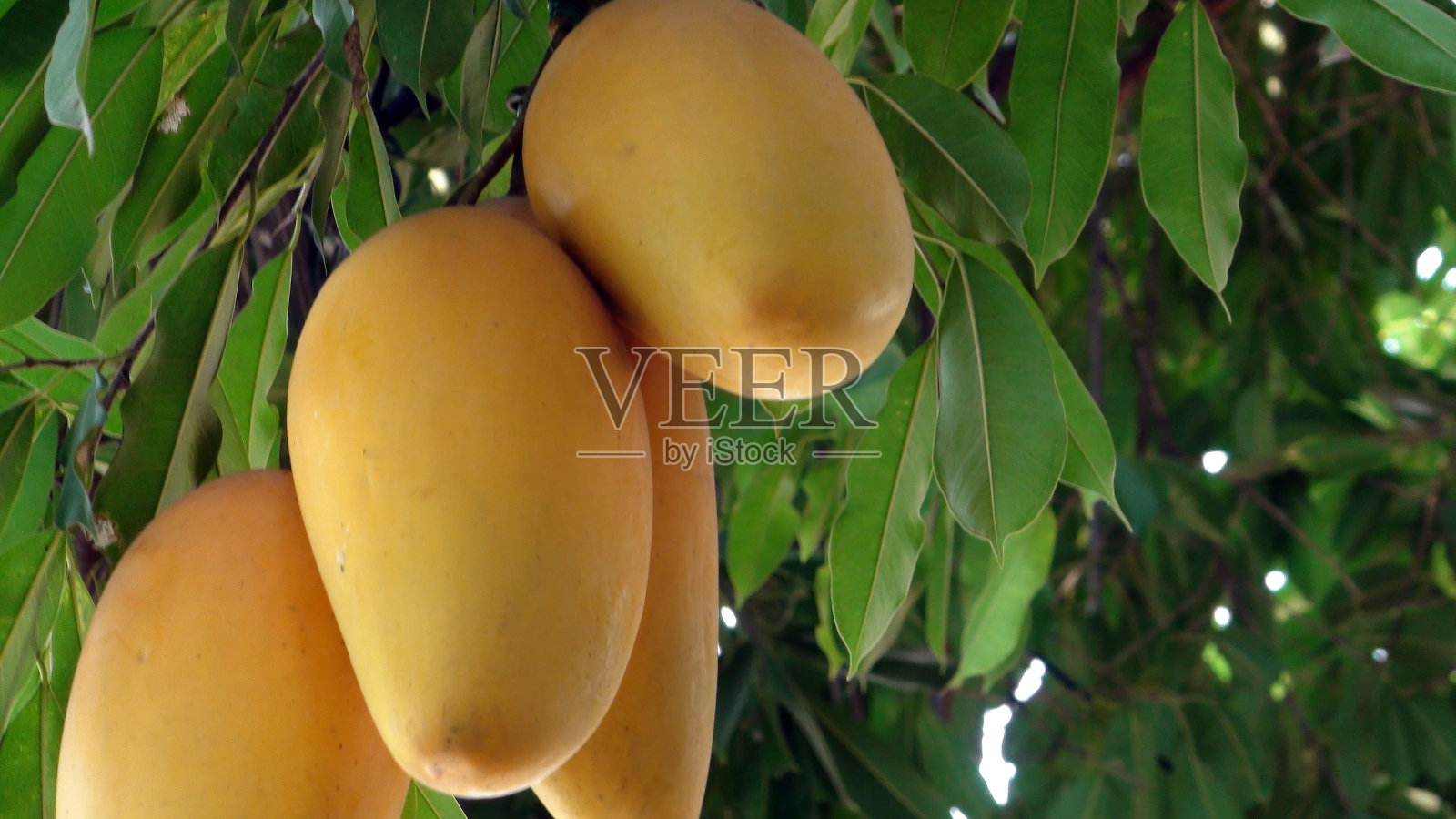 泰国芒果人工树在泰国东南亚照片摄影图片