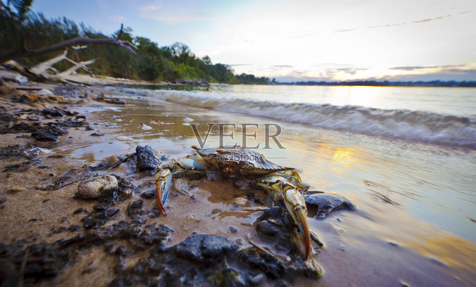 日落时分，切萨皮克湾上的马里兰蓝蟹照片摄影图片