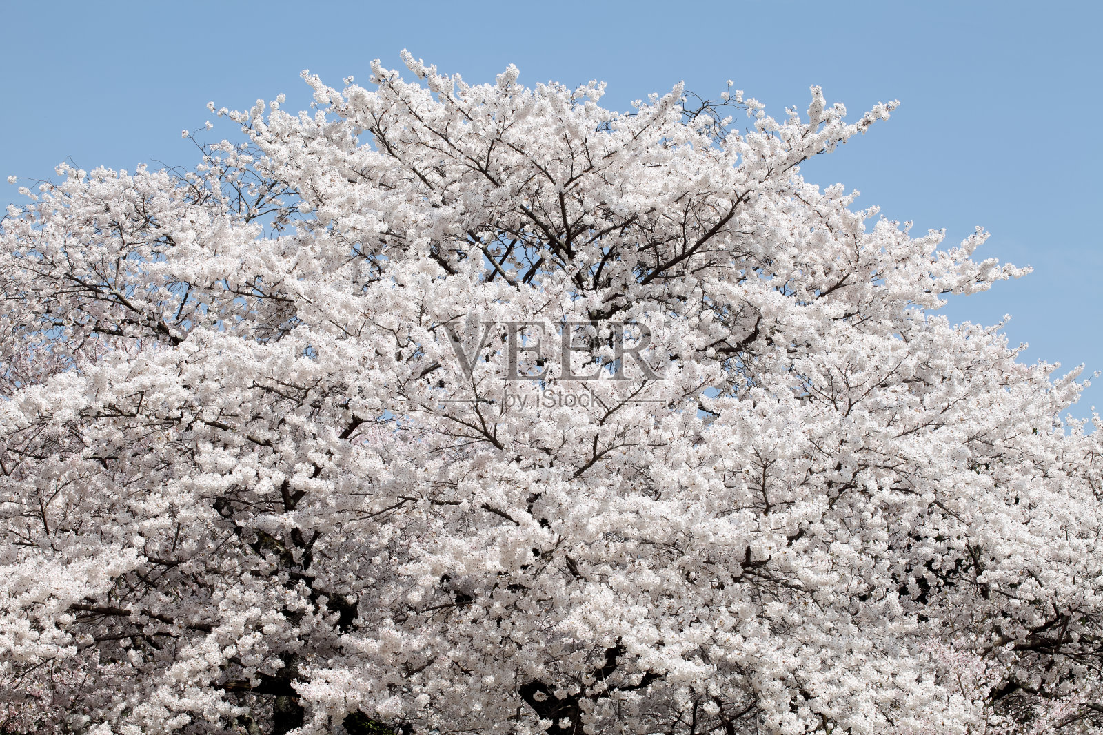 盛开的大樱桃树照片摄影图片