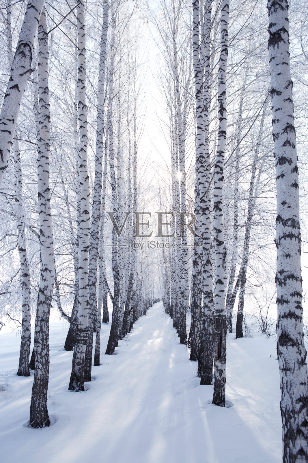 白桦在冬天照片摄影图片