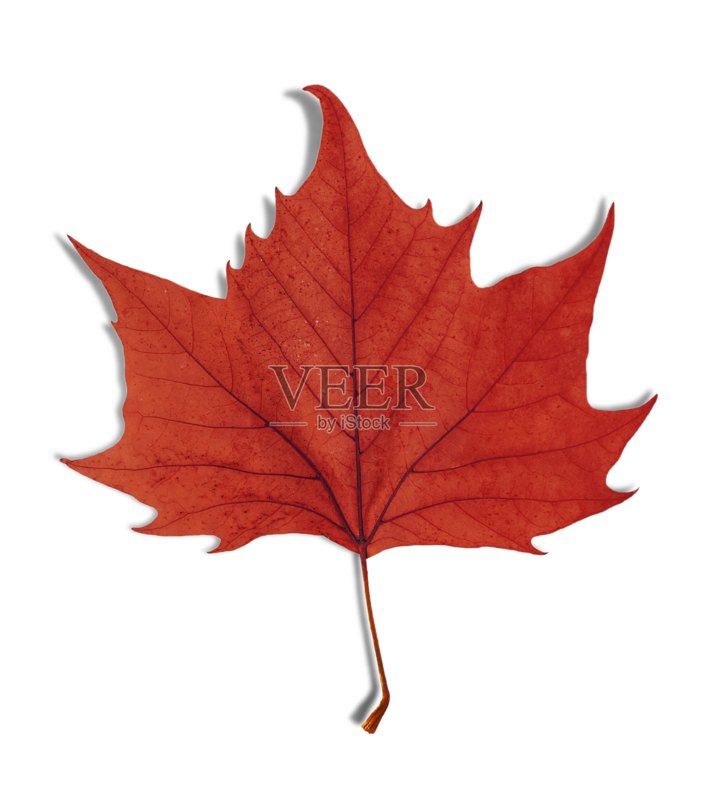 红叶作为秋天的象征孤立于白色之上照片摄影图片