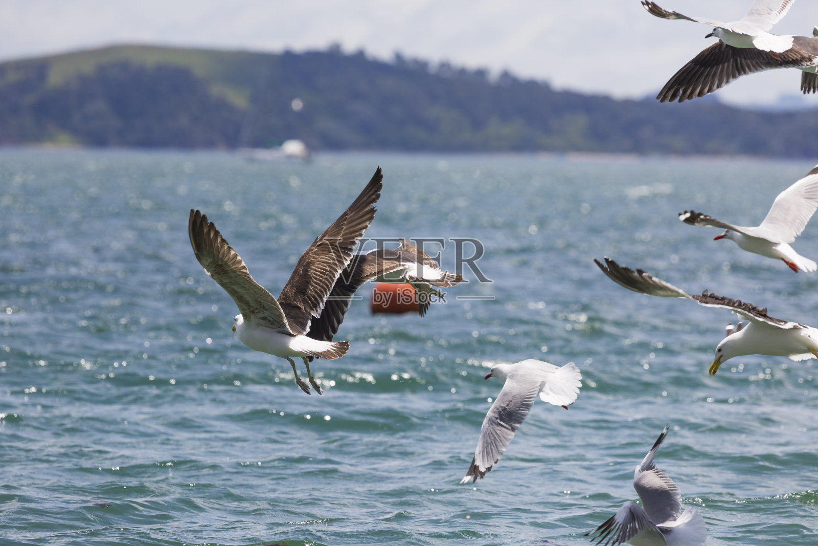 新西兰海岸的海鸥。照片摄影图片