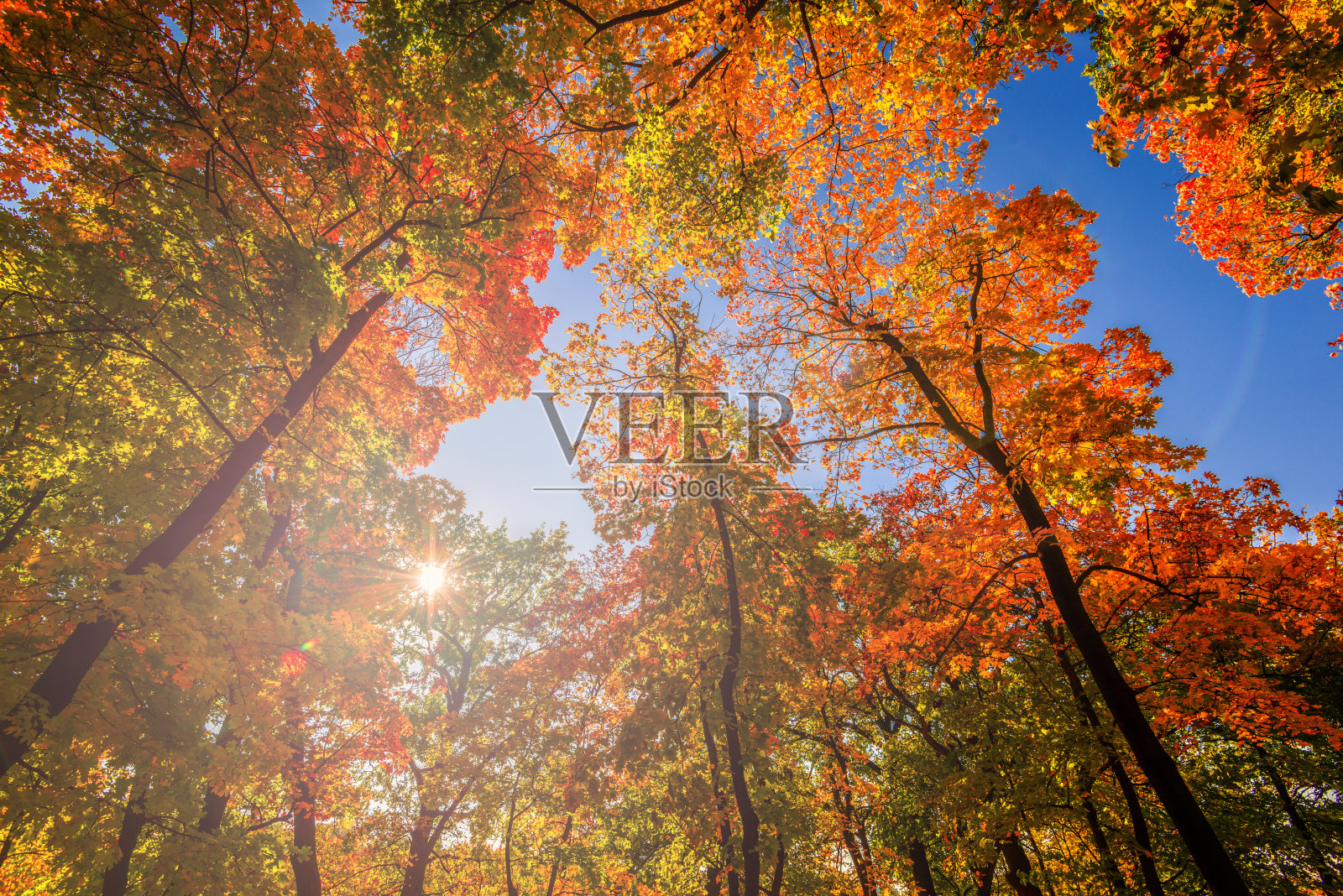 秋天的公园里，阳光照耀着天空照片摄影图片