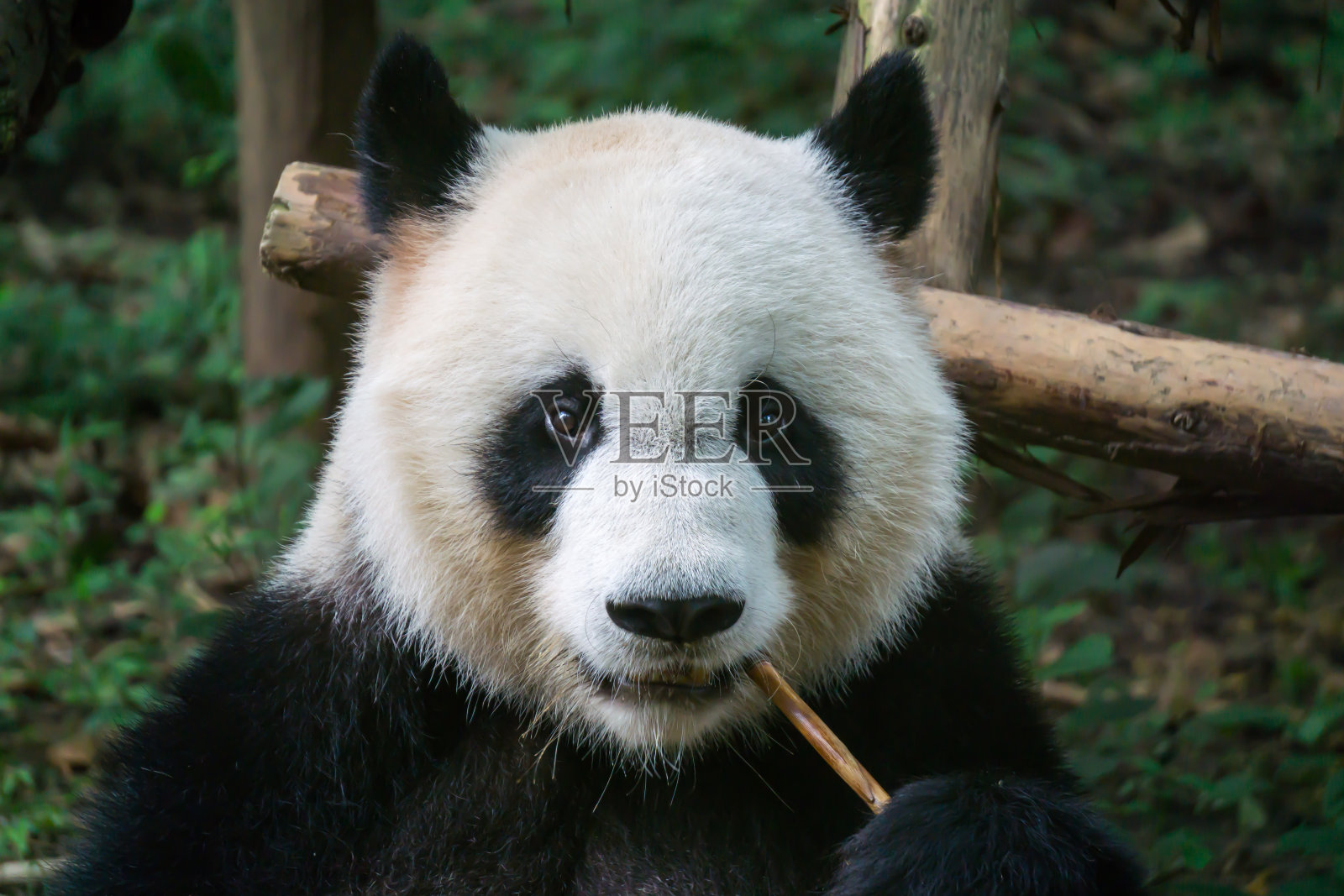 熊猫吃竹子照片摄影图片