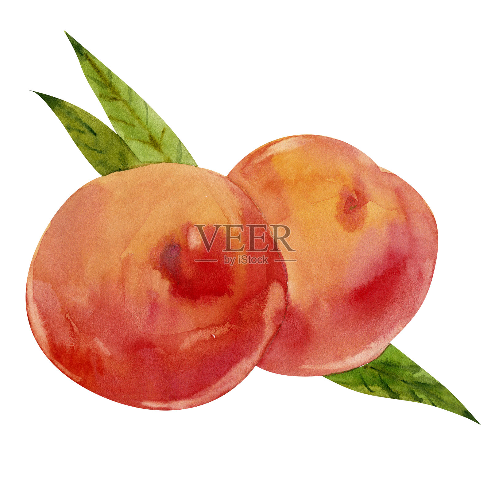 两个带叶的桃子插画图片素材