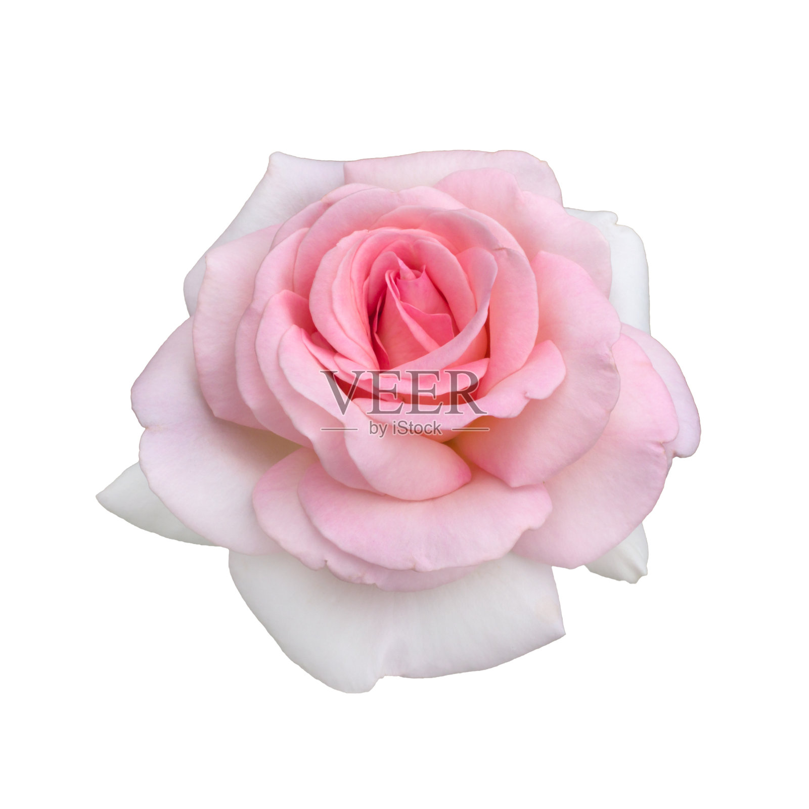 漂亮的粉色玫瑰照片摄影图片