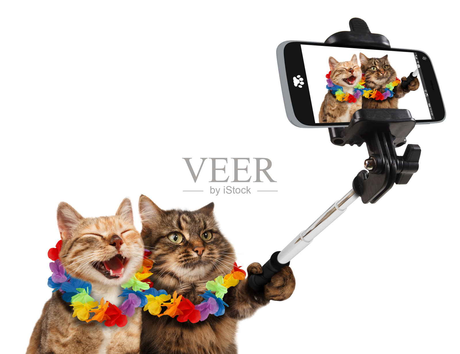 有趣的猫咪正在用智能手机自拍。照片摄影图片