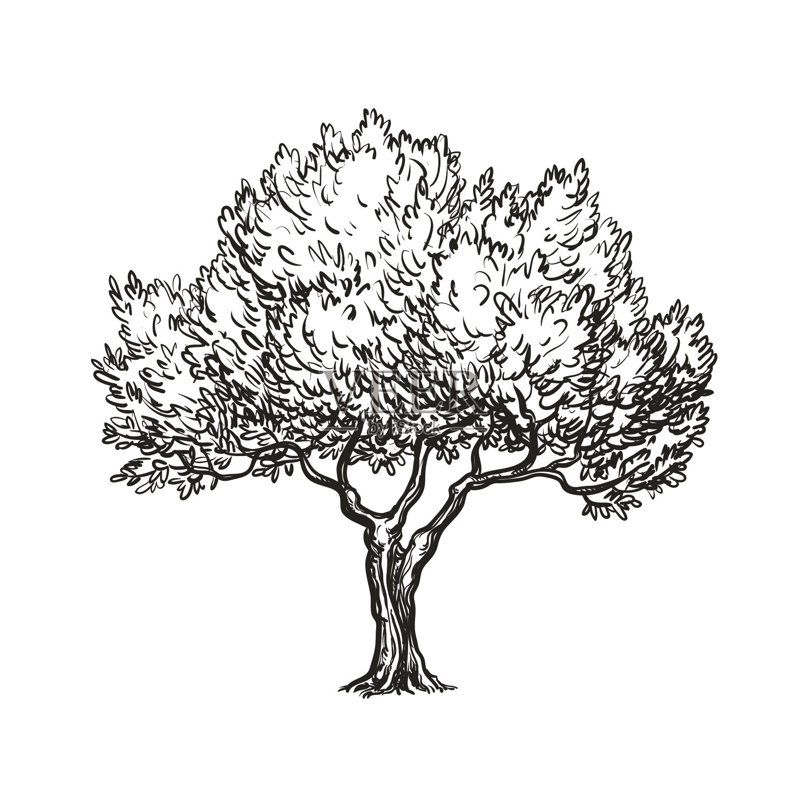 橄榄树的矢量插图设计元素图片