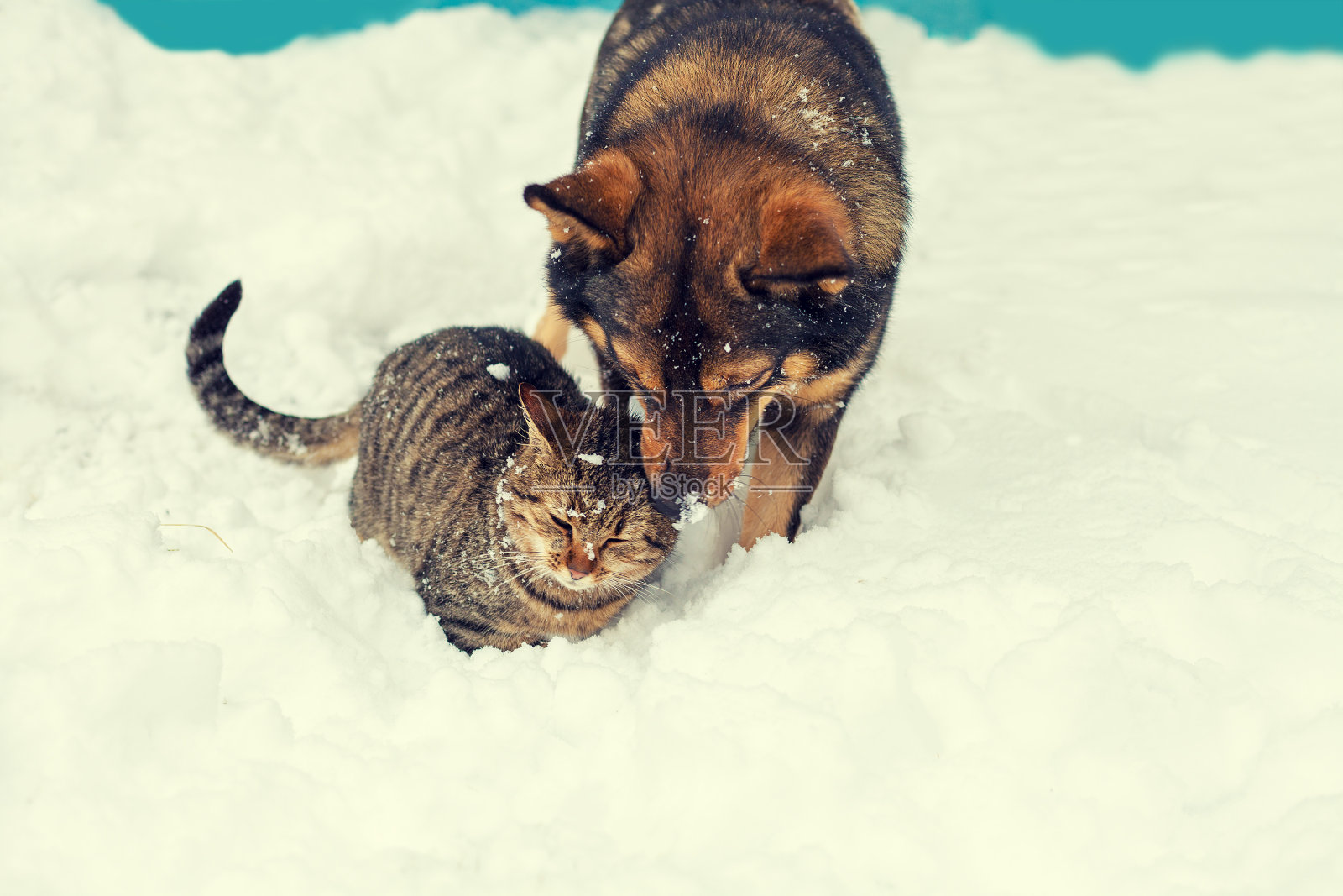动物冬天出去遛弯，宠物狗拱拱雪地玩玩雪块_凤凰网视频_凤凰网