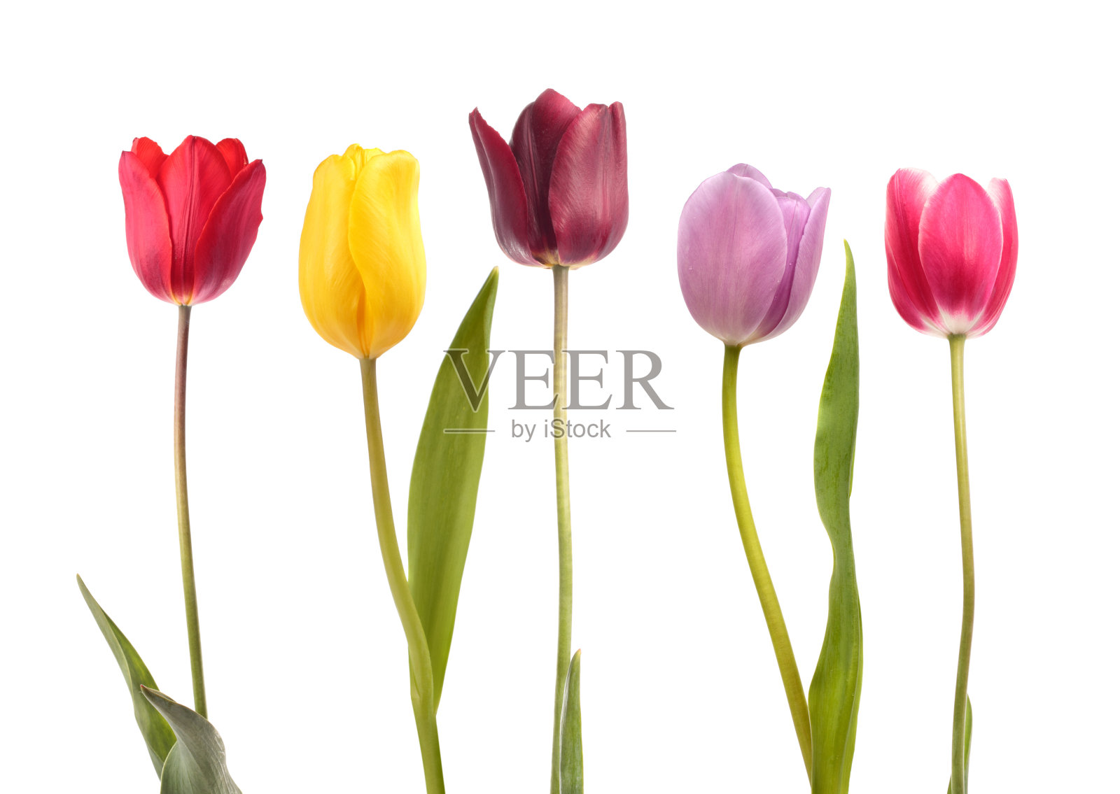 五种不同颜色的郁金香照片摄影图片