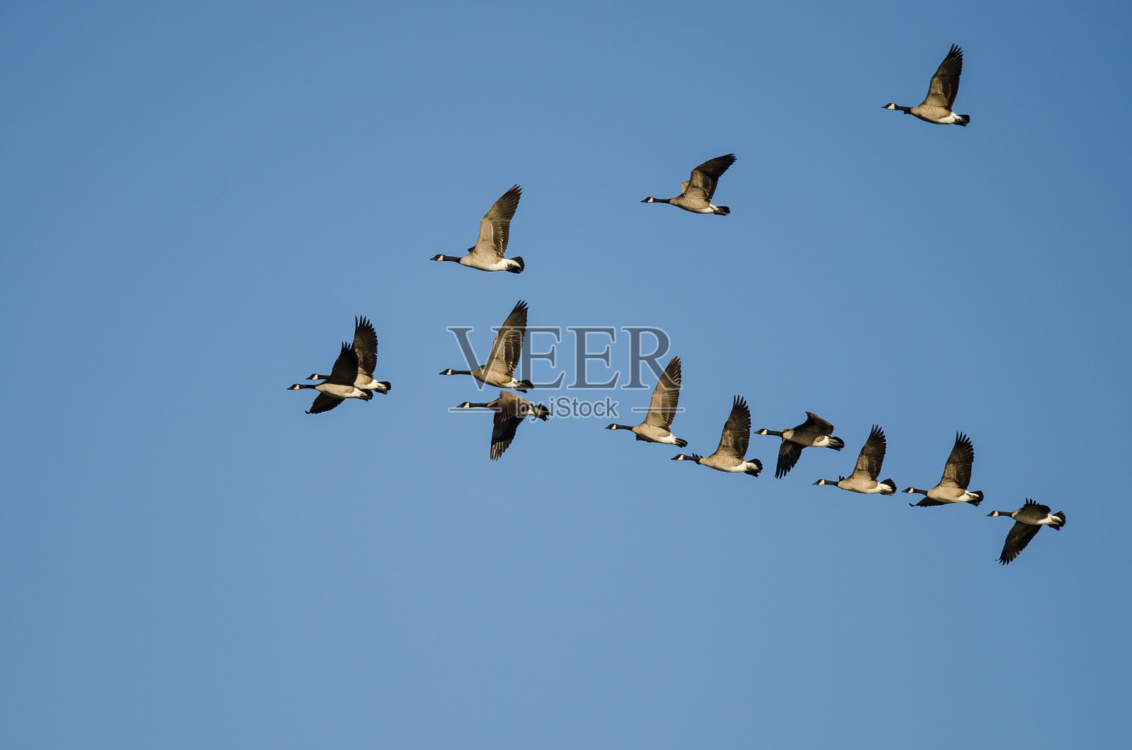 一群加拿大雁在蓝天上飞翔照片摄影图片