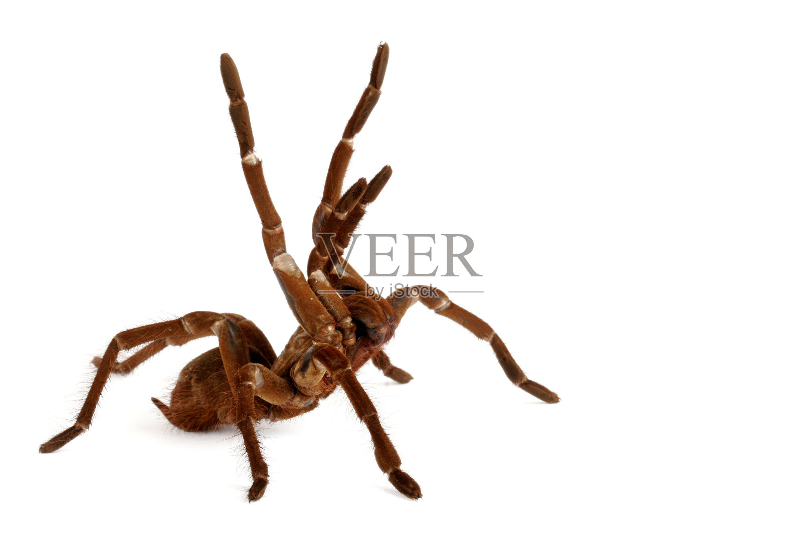 歌利亚食鸟蜘蛛照片摄影图片