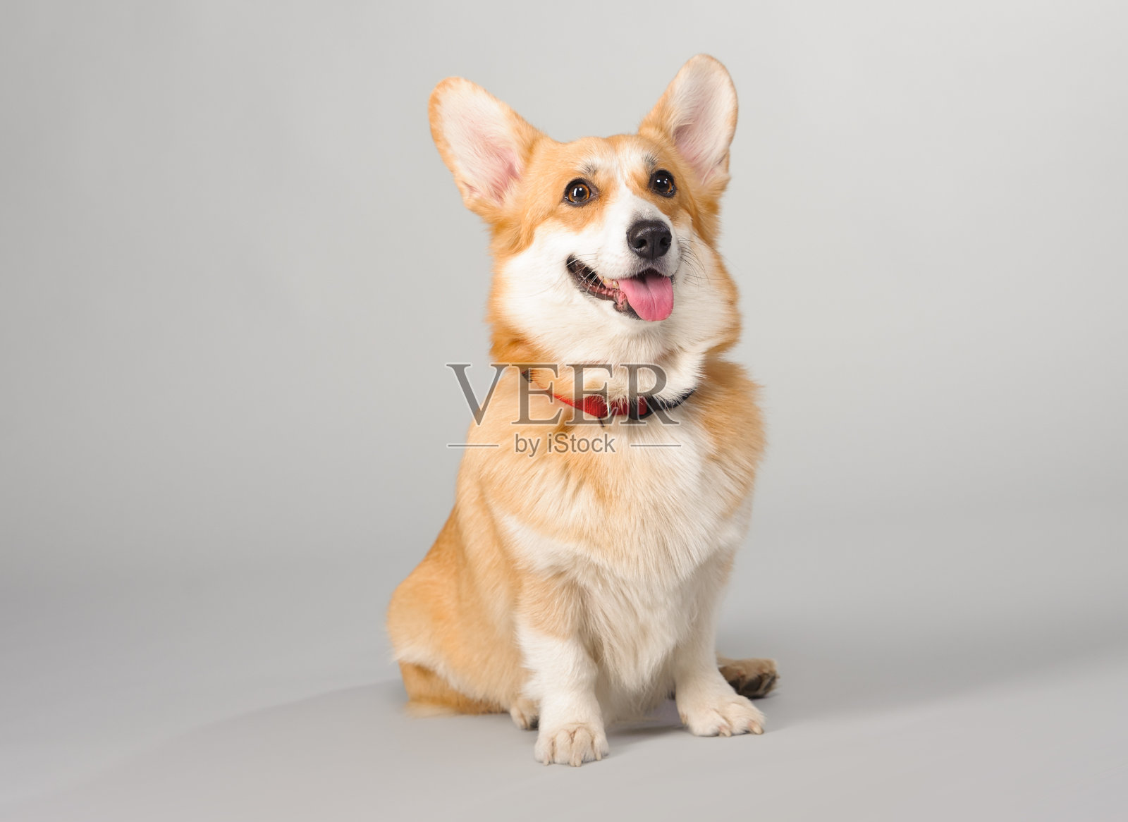 在摄影棚拍摄威尔士柯基犬彭布罗克的狗照片摄影图片