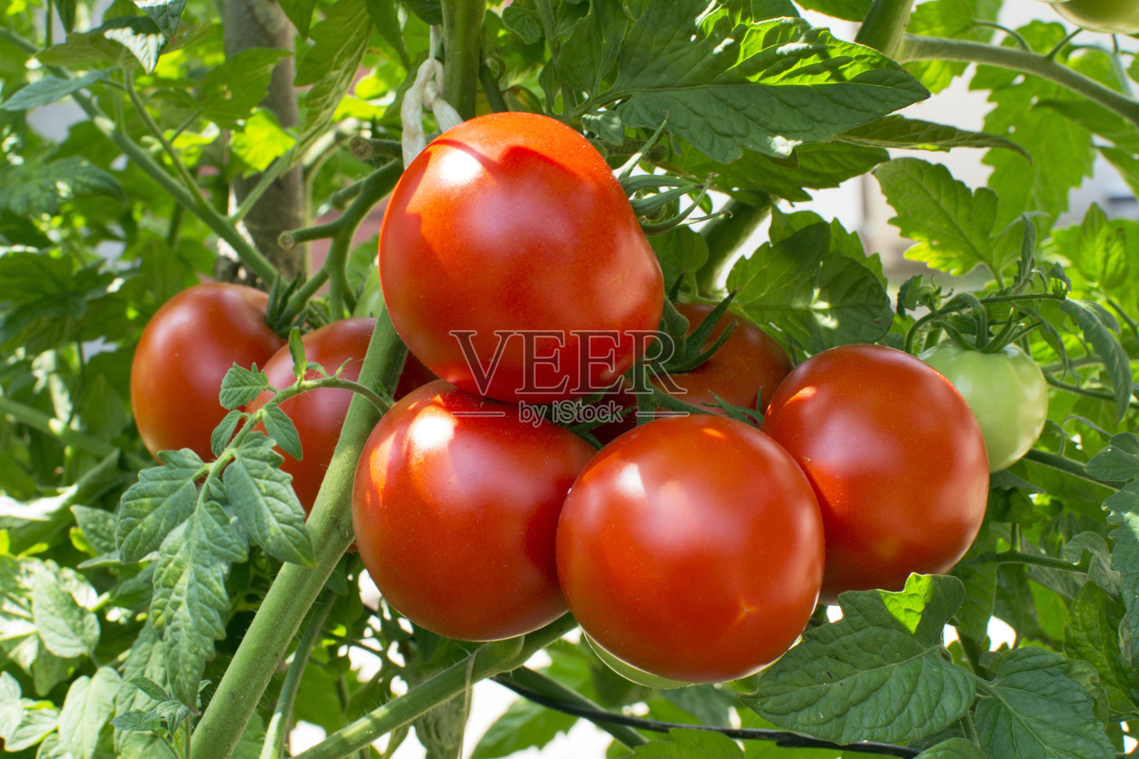 本土西红柿照片摄影图片