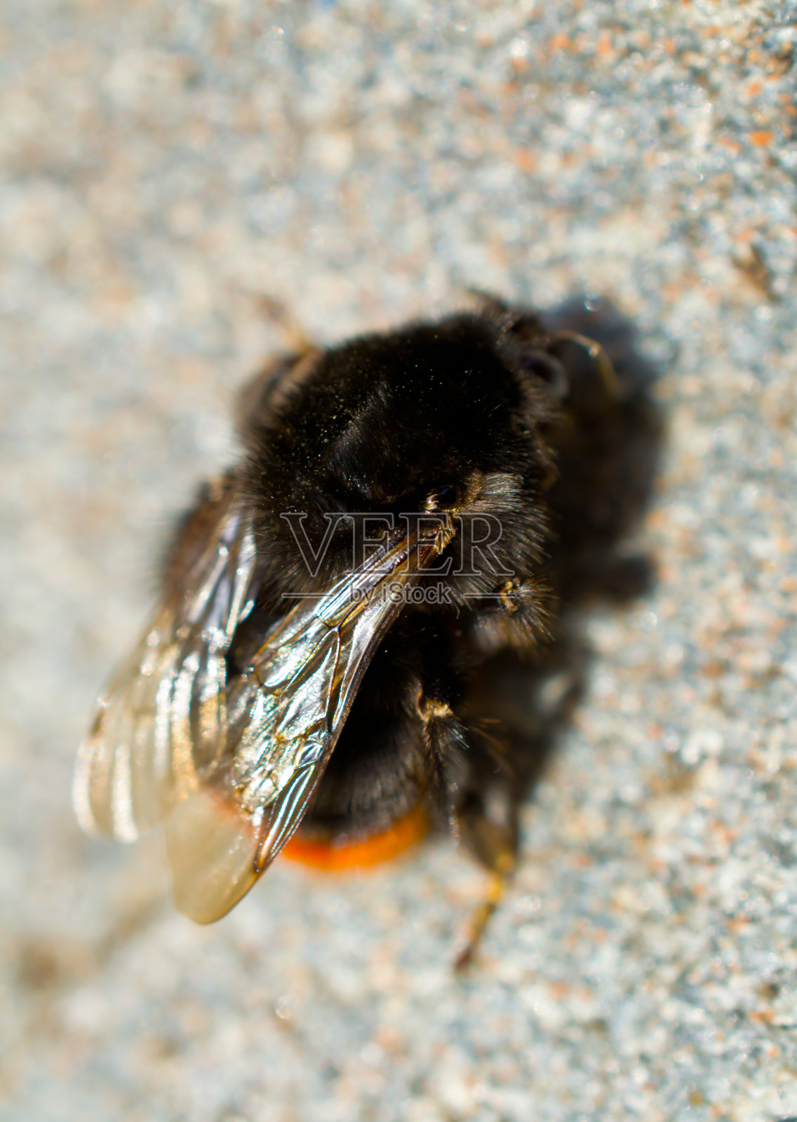 大黄蜂。照片摄影图片